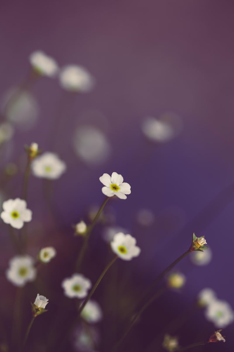 Mystical Garden Theme